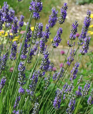Lavandula intermedia 'Grosso'