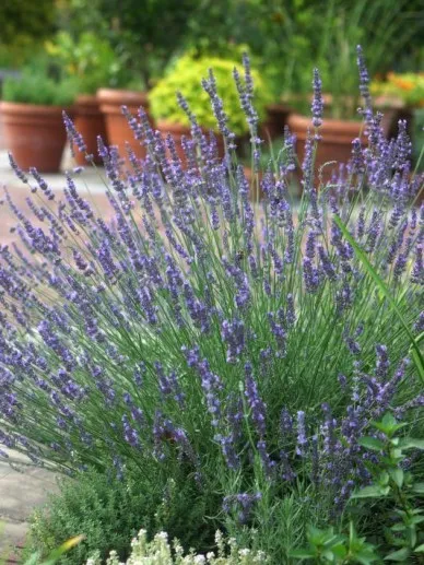 Lavandula x intermedia phenomenal