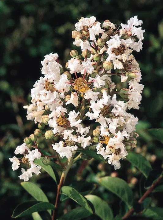 Lagerstroemia indica 'Petite Snow'