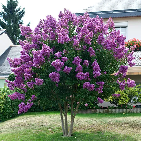 Lagerstroemia indica 'Twilight'