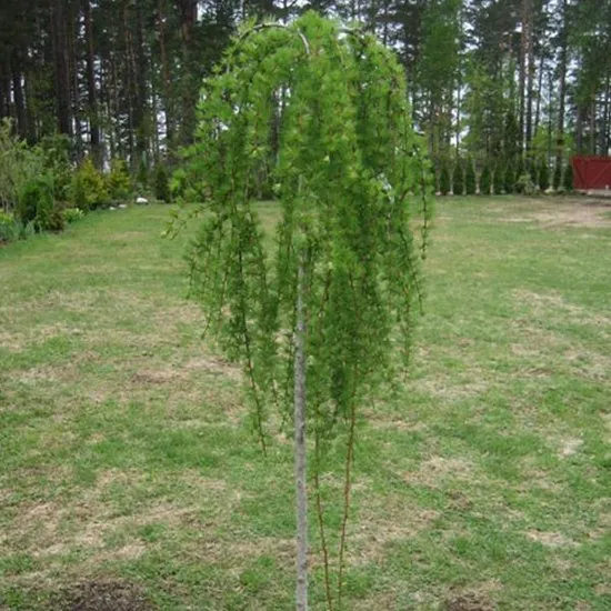 Larix kaempf. 'Stiff Weeper'