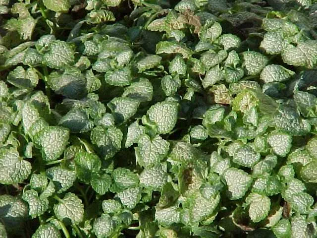 Lamium maculatum 'White Nancy'