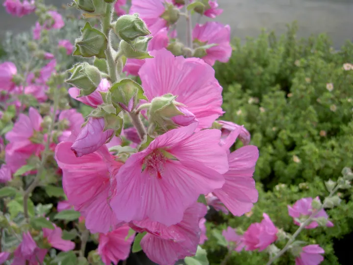 Lavatera olbia 'Rosea'