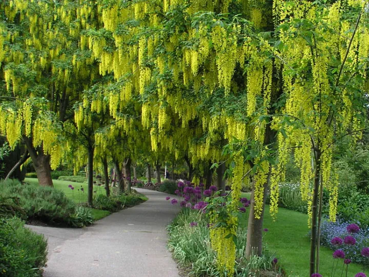 Laburnum watereri 'Vossii'