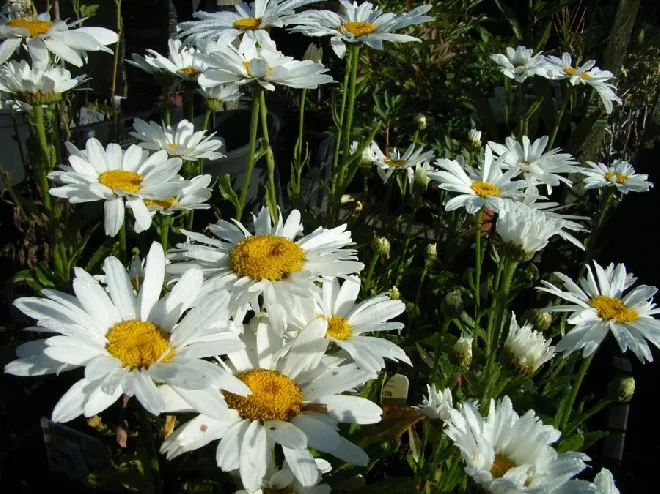 Leucanthemum superbum 'Alaska'