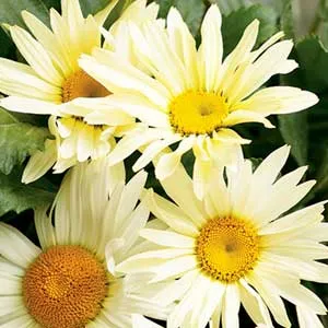 Leucanthemum 'Broadway Lights'