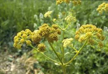 Levisticum officinale