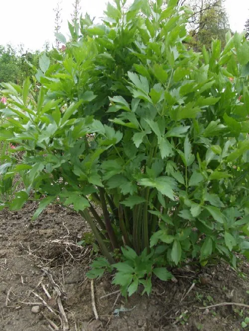 Levisticum officinale