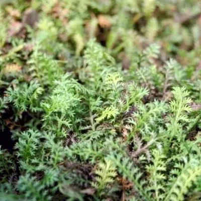 Leptinella potentillina