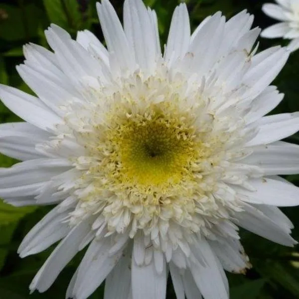 Leucanthemum superbum 'Wirral Supreme'