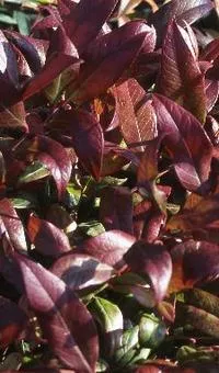 Leucothoe keiskei 'Royal Ruby'