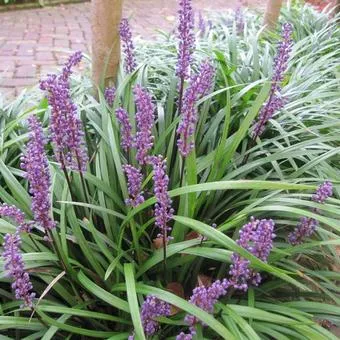 Liriope muscari 'Big Blue'