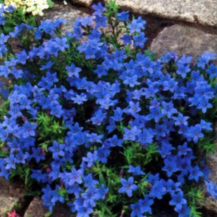 Lithodora diffusa 'Heavenly Blue'