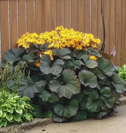 Ligularia dentata 'Othello'