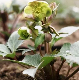 Helleborus lividus green