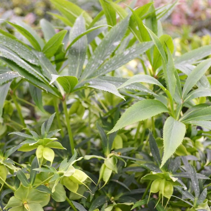 Helleborus liguricus