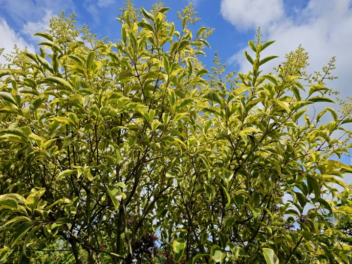 Ligustrum japonica 'Excelsum Superbum'
