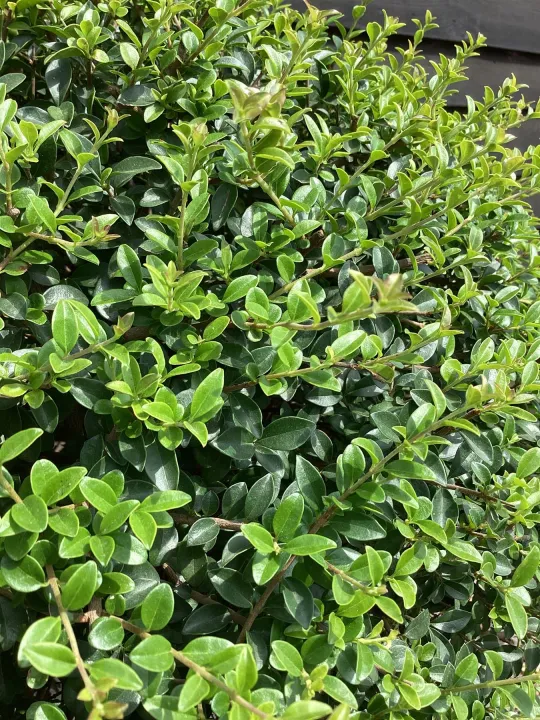 Ligustrum jonandrum (delavayanum)