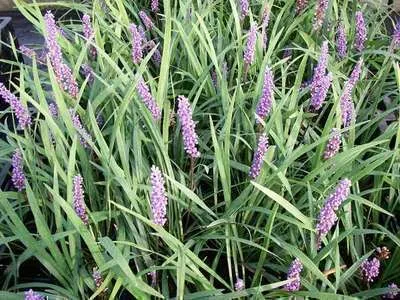 Liriope muscari 'Ingewersen'