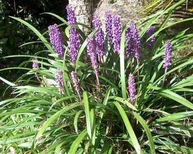 Liriope muscari 'Moneymaker'