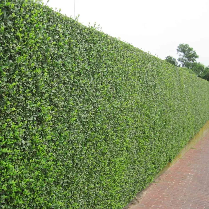 Ligustrum ovalifolium