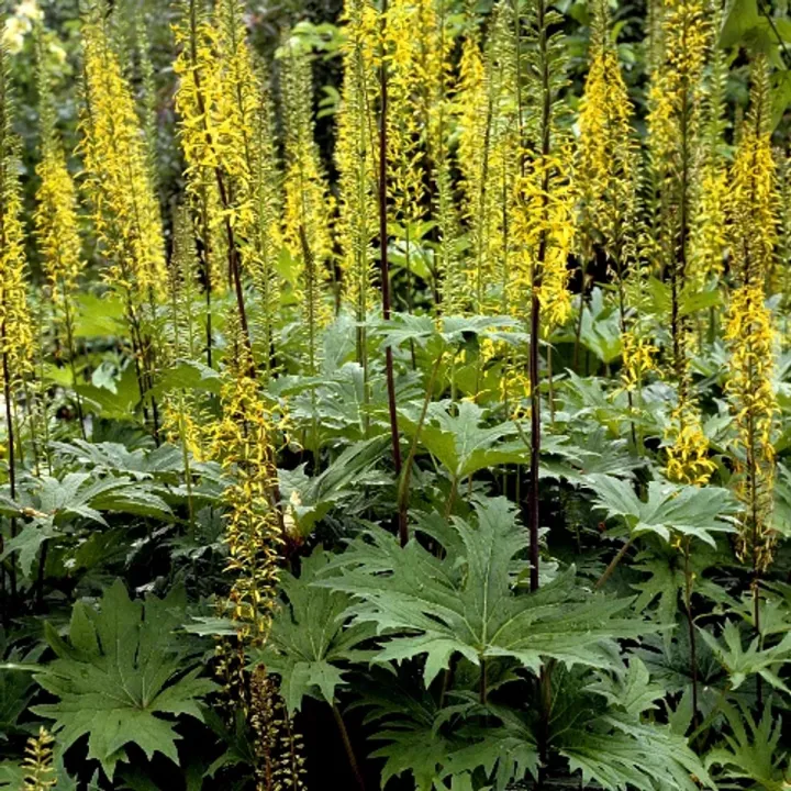 Ligularia przewalskii