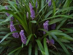 Liriope muscari 'Royal Purple'