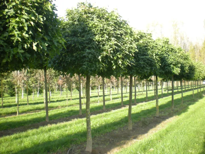 Liquidambar styraciflua 'Gumball'