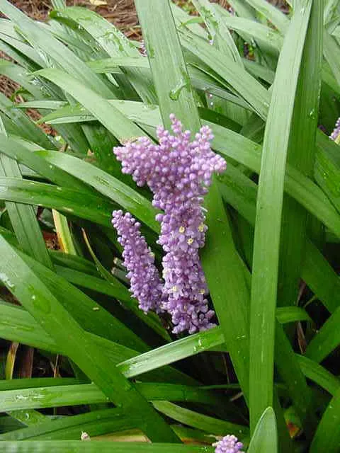 Liatris spicata