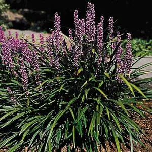 Liatris spicata