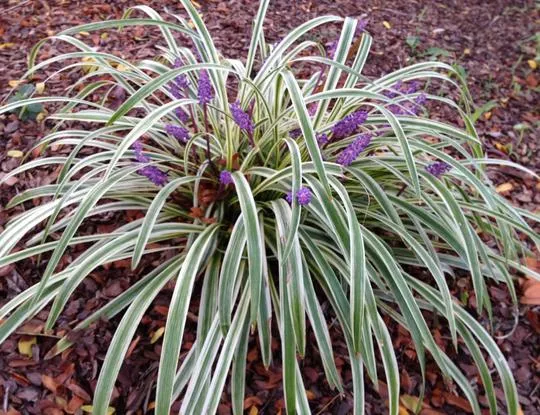 Liriope spicata 'Silver Dragon'