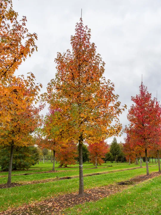 Liquidambar styraciflua 'Worplesdon'
