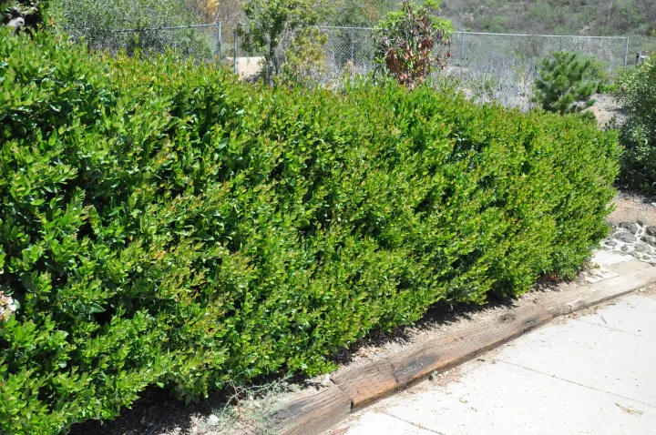 Ligustrum texanum