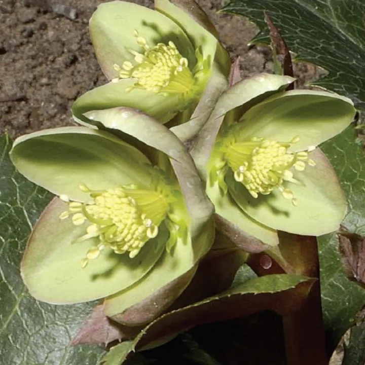 Helleborus lividus
