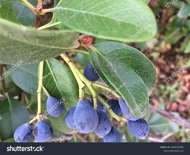 Lonicera caerulea 'Kamtschatica'