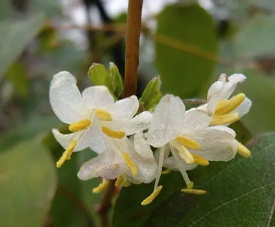 Lonicera fragrantissima