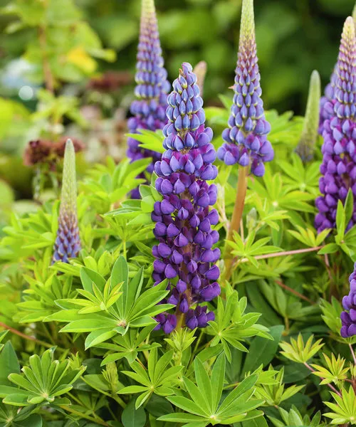 Lupinus 'Lyanna'
