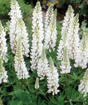 Lupinus 'Noble Maiden'