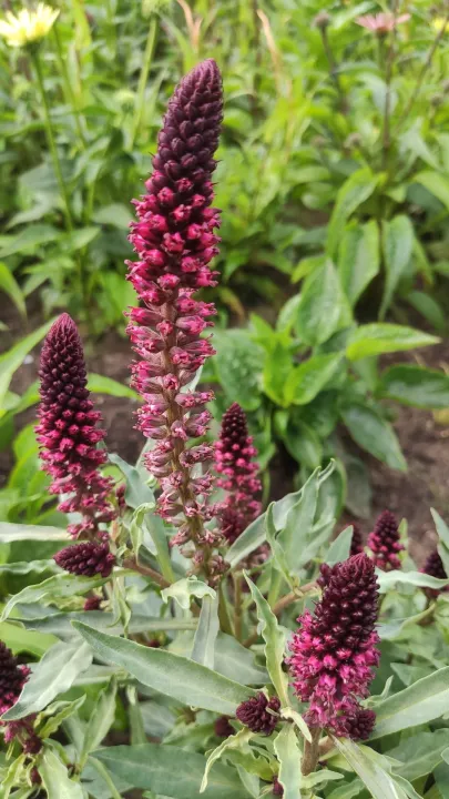 Lysimachia atropurpurea