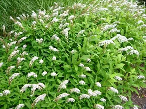Lysimachia clethroides