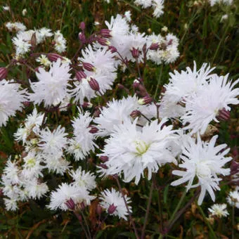 Lychnis flos-cuculi 'Petit Henri'