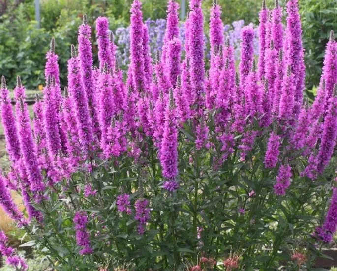 Lythrum salicaria 'Robert'
