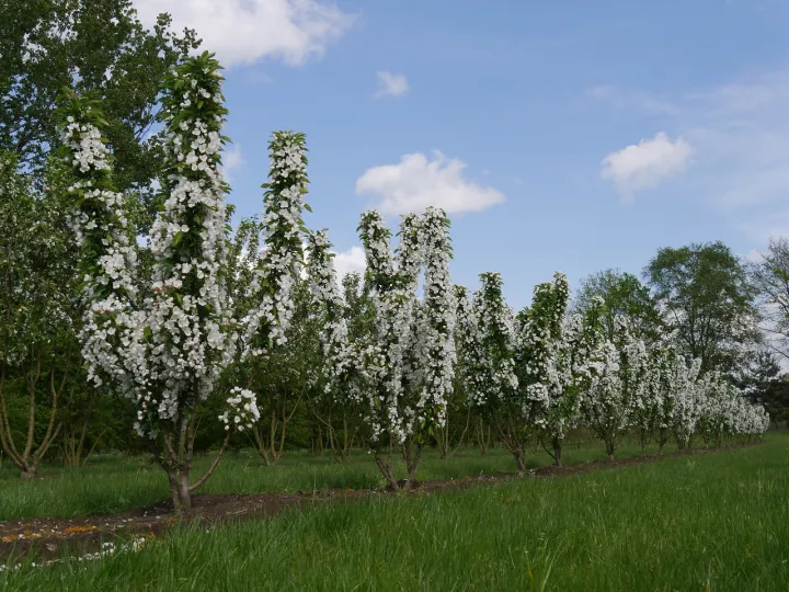Malus 'Adirondack'