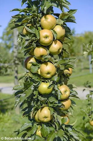 Malus ballerina 'Bolero'