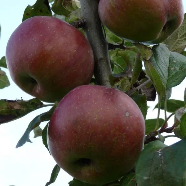 Malus dom. 'Gloster'