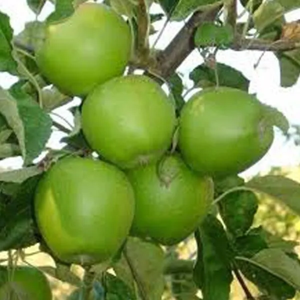 Malus dom. 'Granny Smith'