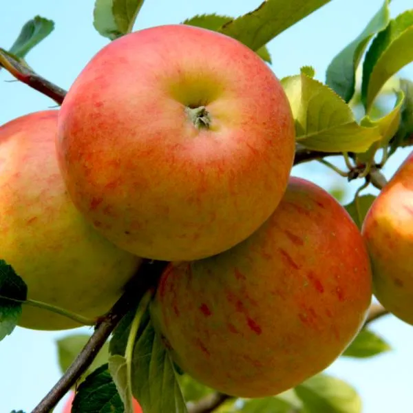 Malus dom. 'James Grieve'