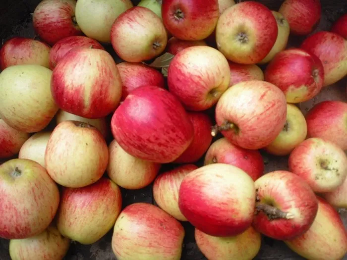 Malus dom. 'Keuleman'