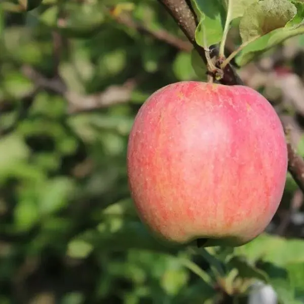 Malus dom. 'Schone van Boskoop'