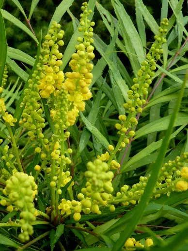 Mahonia eur. 'Soft Caress'